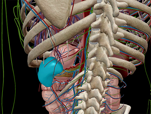 Anatomy and Physiology: Major Components of the Lymphatic System